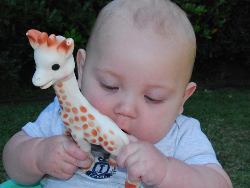 Sophie la girafe contient elle du bisphénol ?